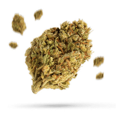 1:1 Punchinella - Cannabissorte