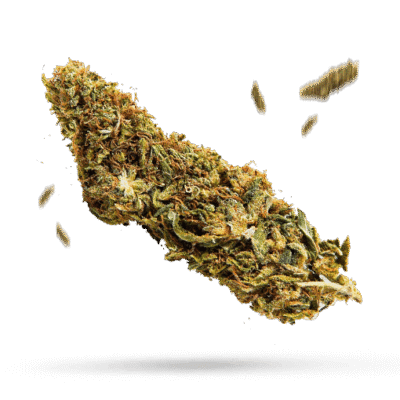 5 Pound Hammer - Cannabissorte
