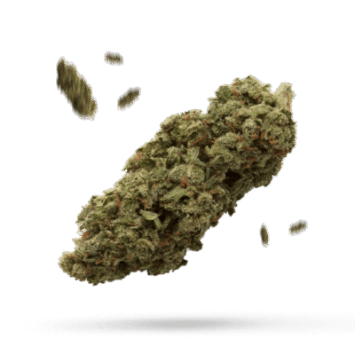 503 Wifi - Cannabissorte