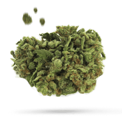 60 Day Wonder - Cannabissorte