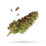 AK 420 - Cannabissorte