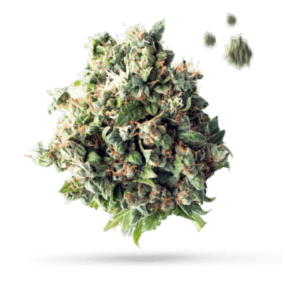 Alien Technology - Cannabissorte