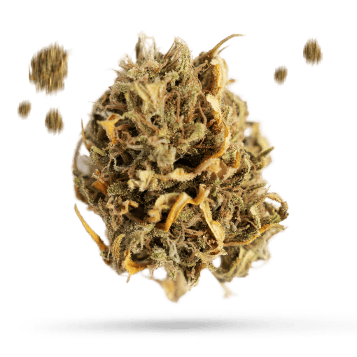 Alphadawg - Cannabissorte