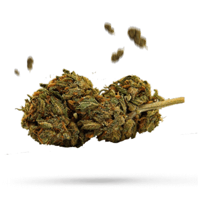 Amnesia - Cannabissorte