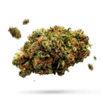 Amnesia Haze - Cannabissorte