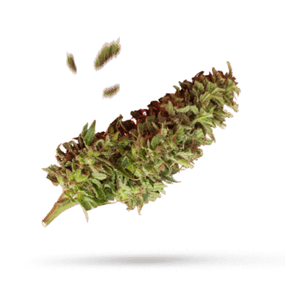 Anesia Scout Cookies - Cannabissorte