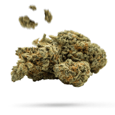 Anesthesia - Cannabissorte