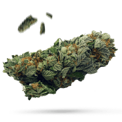Animal Sherbert - Cannabissorte