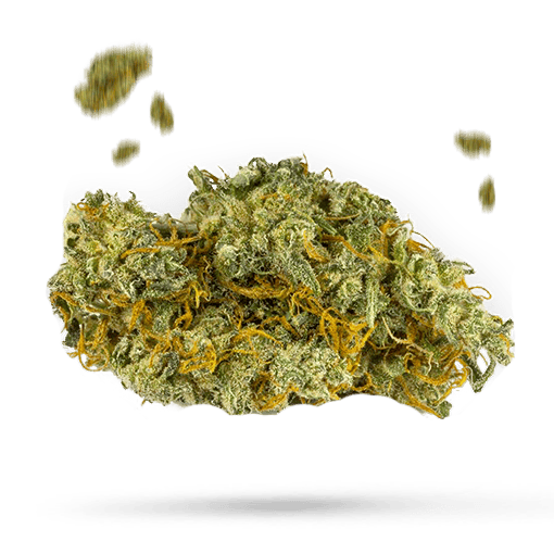 Apple Kush - Cannabissorte