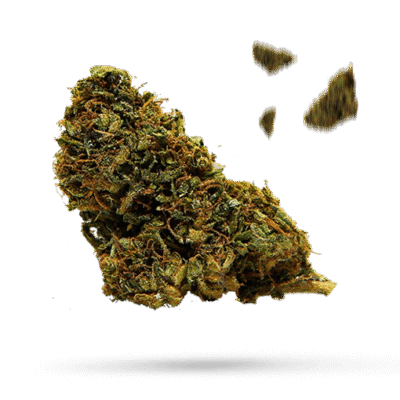 Asian Fantasy - Cannabissorte