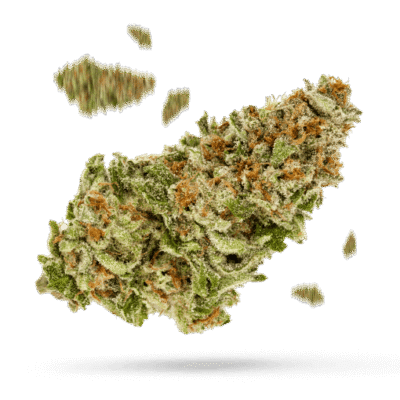 Baldor - Cannabissorte