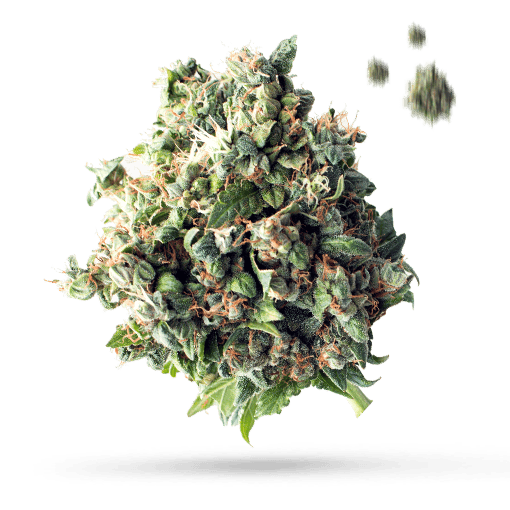 Balla Berries - Cannabissorte