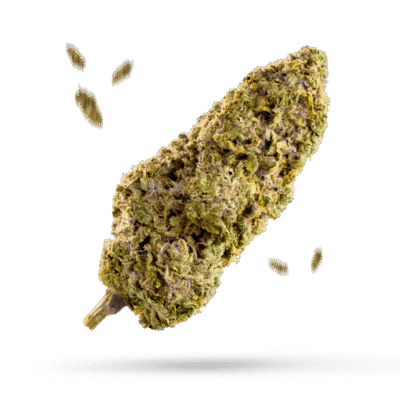Baller Candy - Cannabissorte