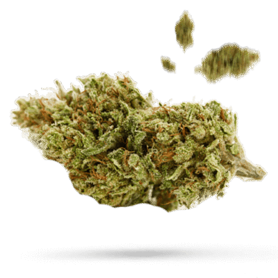 Bay Dream - Cannabissorte