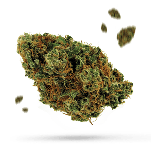Black Bubba - Cannabissorte