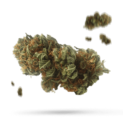 Black Cherry Gelato - Cannabissorte