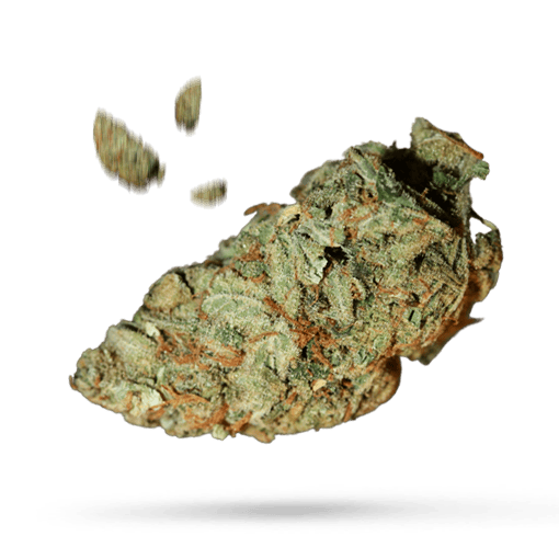 Black Thunder - Cannabissorte