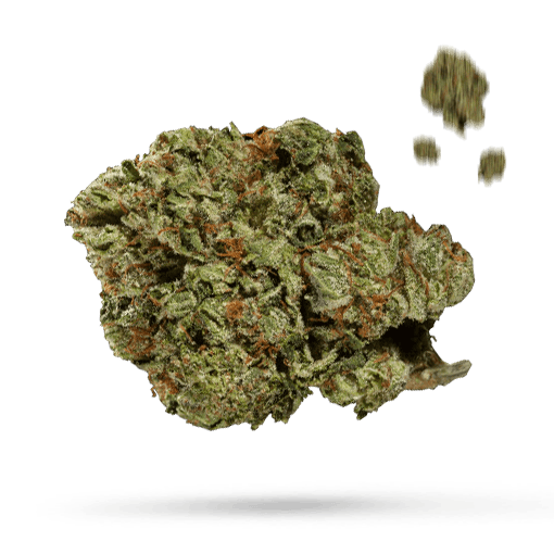 Blackberry Lime Haze - Cannabissorte