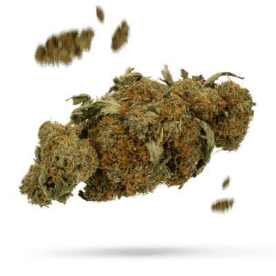 Blaze - Cannabissorte