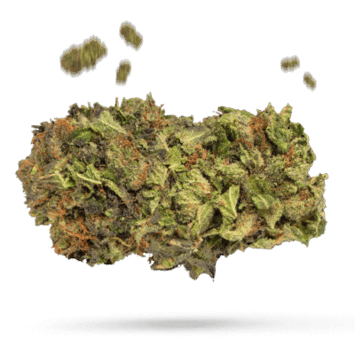 Blissful Wizard - Cannabissorte