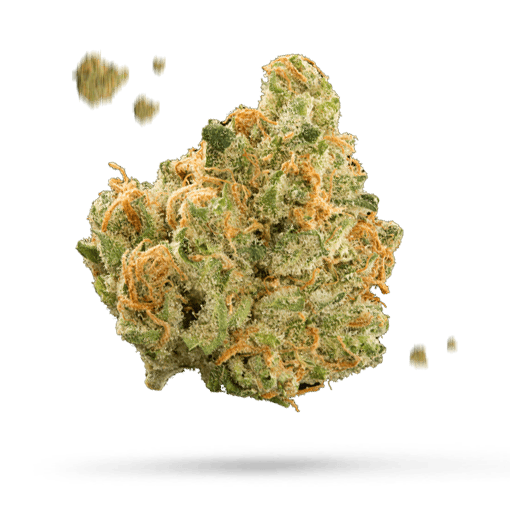 Blue Velvet - Cannabissorte