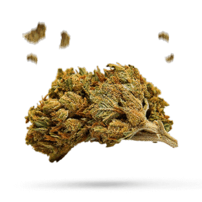 Blueberry Muffin - Cannabissorte