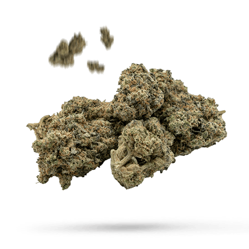 Bridge H20 - Cannabissorte