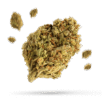 CBD Mango Haze - Cannabissorte