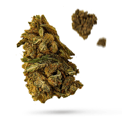 Cheese and Chong - Cannabissorte