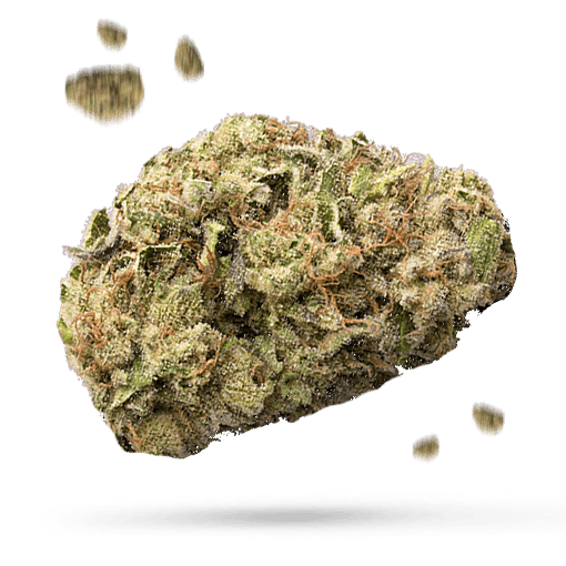 Chem 91 - Cannabissorte