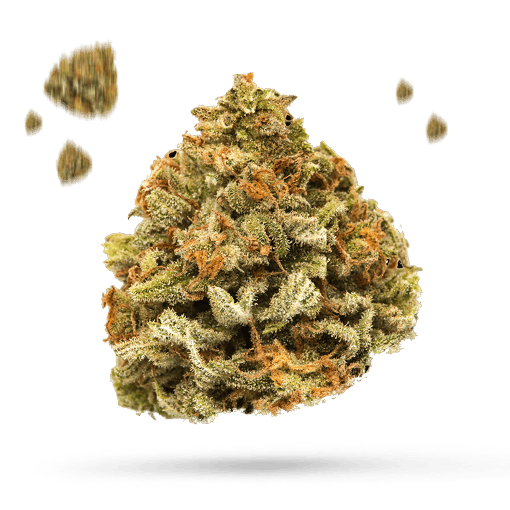 Cherry Dawg - Cannabissorte