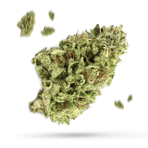 Chocolate Meringue - Cannabissorte