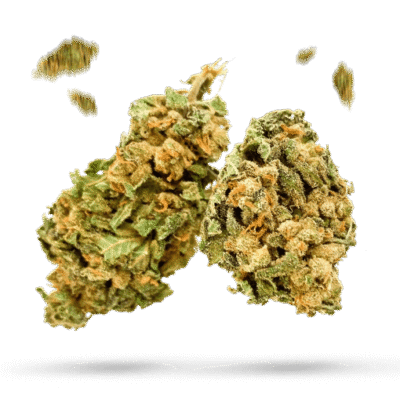 Churchill Cherry - Cannabissorte