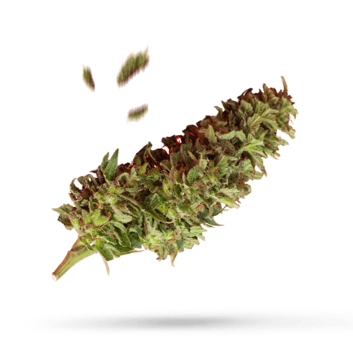 Citron - Cannabissorte