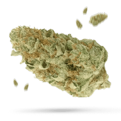 Citrus Cooler - Cannabissorte