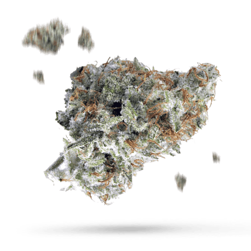 Cookies and Cream - Cannabissorte