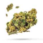 Gelato - Cannabissorte