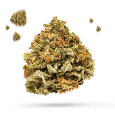 GMO Cookies - Cannabissorte