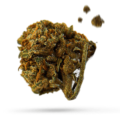 Gorilla Kush - Cannabissorte