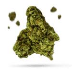 Jamaican Pearl - Cannabissorte