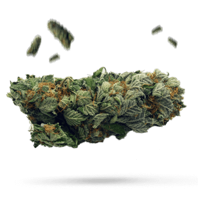 Kong - Cannabissorte
