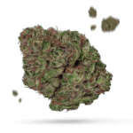 Mango - Cannabissorte