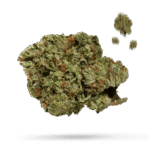 Mango Sherbert - Cannabissorte