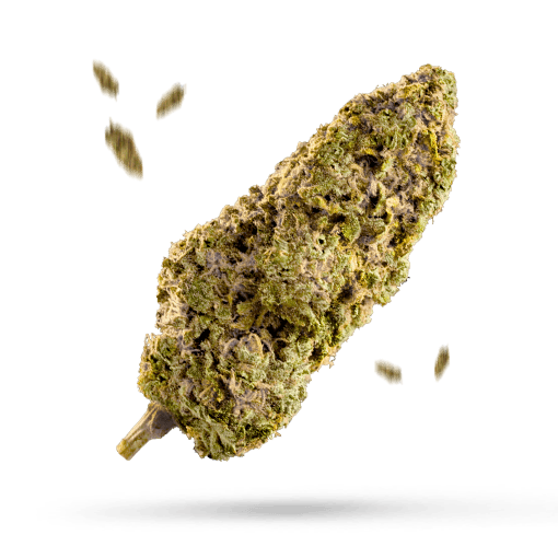 Runtz 33 - Cannabissorte