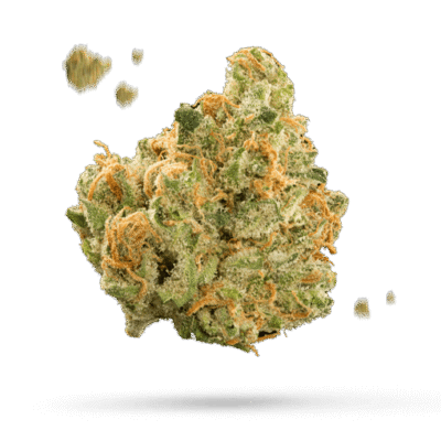 Snow Dog - Cannabissorte