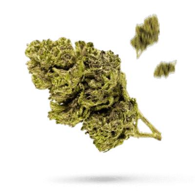 Strawberry - Cannabissorte
