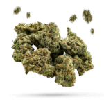 Vanilla Gelato - Cannabissorte