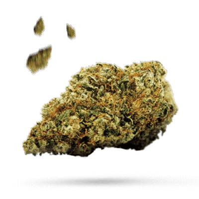 Xena - Cannabissorte