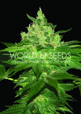 Afghan Kush - Regular - Alchimia