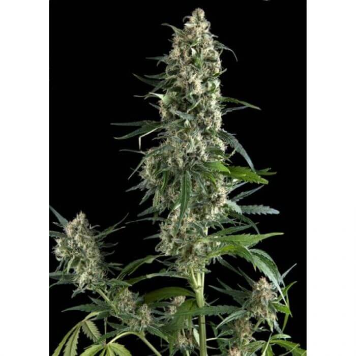 Amnesia Gold - Alchimia